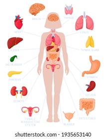 Woman Internal Organs Infographic. Human Body Anatomy, Lungs, Kidneys, Heart, Brain, Liver And Female Reproductive  Illustration Set