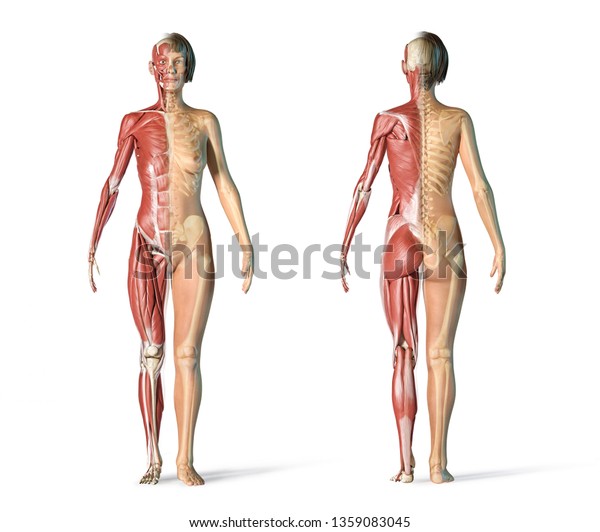 女性の骨格と筋肉のシステム 背面と正面図 白い背景に 3dレンダリング のイラスト素材