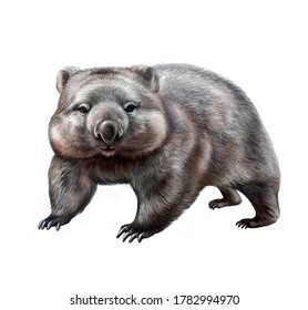 Wombat (Vombatidae), Realistic Drawing, Illustration For Australia Animal Encyclopedia, Isolated Image On White Background