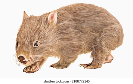 
Wombat Watercolor Hand Drawn Illustration 