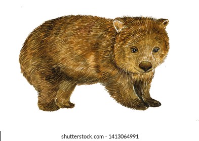 Wombat Watercolor Illustrations Of Animals