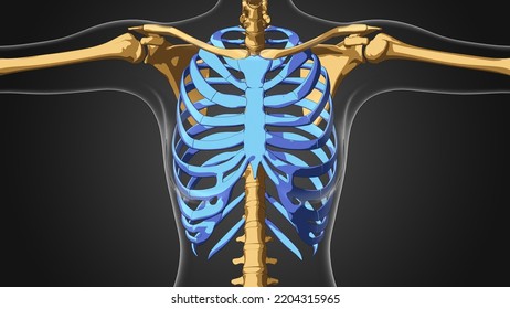 Women Rib Or Thoracic Cage 3D Illustration Anatomy For Medical Concept 3D Rendering