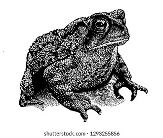 624 Frog engraving Images, Stock Photos & Vectors | Shutterstock