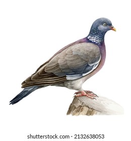 Wood pigeon realistic watercolor illustration. Hand drawn Columba palumbus bird. European forest avian. Wood pigeon perched on the stump. Beautiful wildlife bird