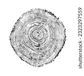 Woodcut tree stump handmade print illustration of a 40 year-old spruce (Picea abies) from the forests of Transylvania