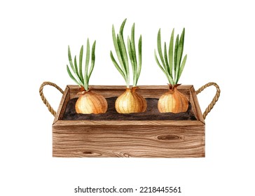 Wooden Box With Growing Onion. Watercolor Handdrawn Illustration. Apartment Gardening Concept Clipart.