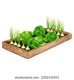 Wooden garden bed with growing cabbages and onions. Watercolor element on the theme of gardening, spring seedlings, growing vegetables.
 - Powered by Shutterstock