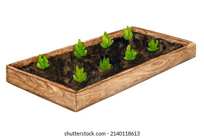 Wooden garden bed with young herbs and vegetables. Watercolor element on the theme of Gardening, spring seedlings, cultivation of vegetables. - Powered by Shutterstock