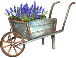 Wooden Wheelbarrow With Lavender. Watercolor Painting Isolated On White Background.