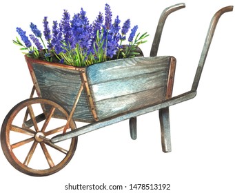 Wooden wheelbarrow with lavender. Watercolor painting isolated on white background.
