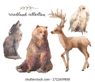 Woodland Animals. Collection Of Isolated Wild Animals: Bear, Reindeer, Wolf, Owl.