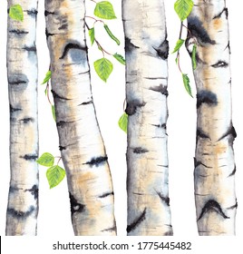 Woodland trees trunks with leaves and branches. Birch grove in summer season. Watercolor hand painted isolated elements on white background.