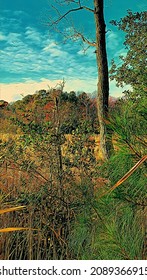 Woodland View, Southern Maryland, Illustration 