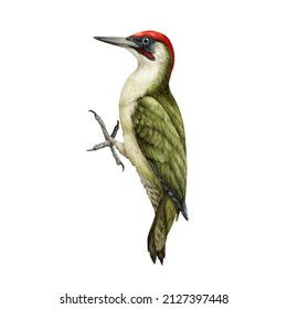 Woodpecker bird watercolor illustration. Hand drawn realistic Picus viridis wild forest bird. European green woodpecker bright avian. White background. Beautiful wildlife woodland animal