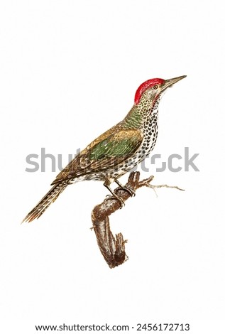 Woodpecker. Vintage inspired bird art. Digital Watercolor painting on a soft textured white background.This artwork works great for design, postcards, fabrics, printing, and wallpapers.