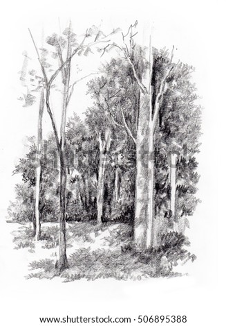 Woods Sketch Pencil Hand Drawing Stock Illustration 506895388