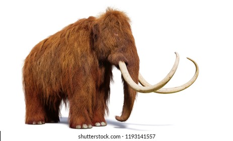 woolly mammoth, prehistoric mammal isolated with shadow on white background (3d illustration)