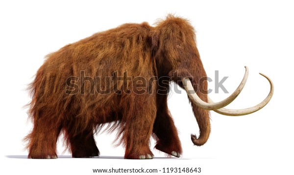 白い背景に毛で覆われたマンモス 白い背景に影と走る先史時代の哺乳類 3dイラスト のイラスト素材 Shutterstock