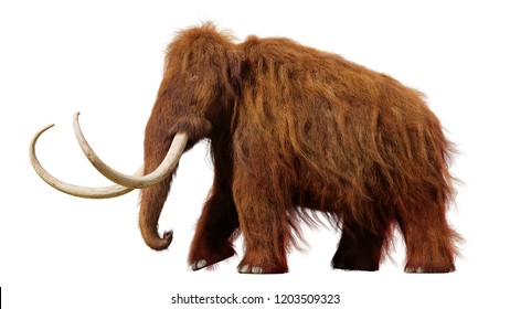 woolly mammoth, walking prehistoric animal isolated on white background (3d illustration)