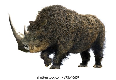 Woolly Rhinoceros Isolated.