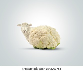 World Vegan Day- vegetarian day Sheep with cauliflower concept. eat vegetable not meat  for healthy life.Diabetes monitor, Cholesterol diet and healthy food eating nutrition, World diabetes day