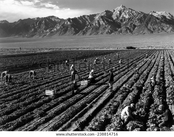 World War II, Bird\'s-eye\
view of Manzanar Relocation Center, showing farm workers in the\
fields, Mt. Williamson in background. California. photograph by\
Ansel Adams. 1943