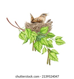 Wren bird in the nest in birch tree branches. Watercolor illustration. Realistic spring nature hand drawn element. Forest and garden small songbird bird incubates a clutch in the nest