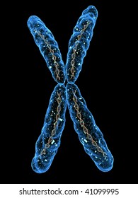 X Chromosome