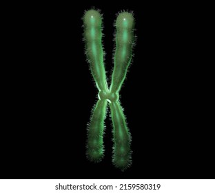 The X Chromosome is one of the two sex chromosomes in humans 3d rendering
