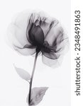 x Ray Floral Photography BW