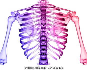 X Ray Human Body 3d Render Stock Illustration 1141859495 | Shutterstock