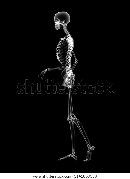 X Ray Human Body 3d Render Stock Illustration 1141859333 Shutterstock