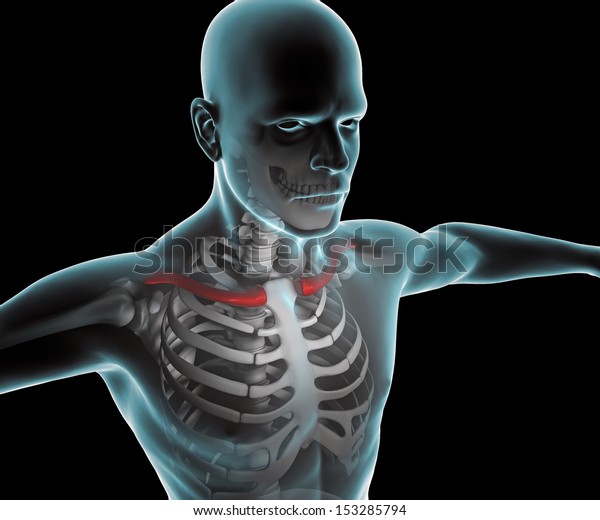 X Ray Human Body Skeleton Clavicle Stock Illustration 153285794 ...