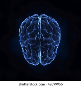 X- Ray Human Brain Top View