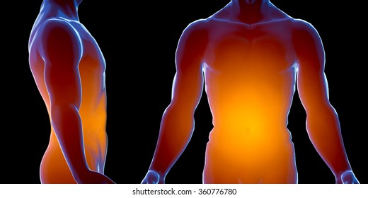 X ray human male body. Anatomy concept. 3d render.