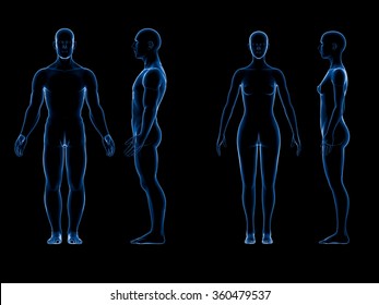 X Ray Human Male Female Body. Anatomy Concept. Isolate, 3d Render.