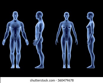 X Ray Human Male Female Body. Anatomy Concept. Isolate, 3d Render.