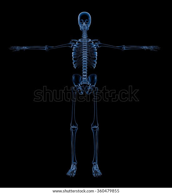 X Ray Skeleton Skelet Body Anatomy Stock Illustration 360479855 ...