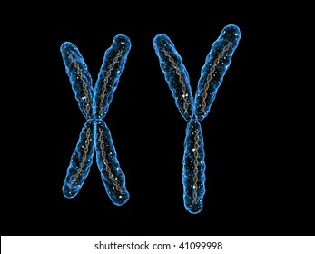 X Y Chromosome