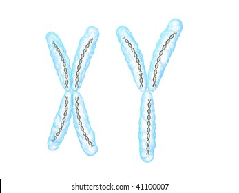 X Y Chromosome