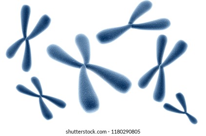 X Y Chromosomes White Background Genetics Stock Illustration 1180290805 ...