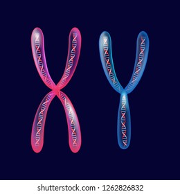 X Y Transparent Chromosomes Dna Under Stock Illustration 1262826832 ...