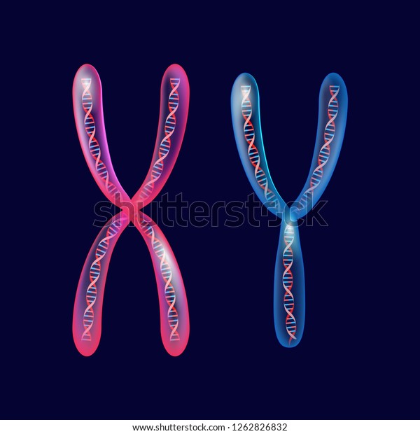 X Y Transparent Chromosomes Dna Under Stock Illustration 1262826832 ...