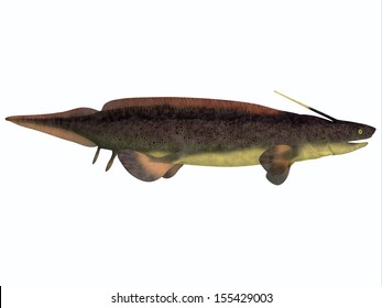 Xenacanthus Fish On White - Xenacanthus Is A Prehistoric Shark That Lived In The Devonian And Triassic Periods.