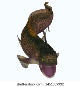 Xenacanthus Shark Open Mouth 3D Illustration - Xenacanthus Was A Carnivorous Marine Shark That Lived In Devonian And Triassic Period Seas.