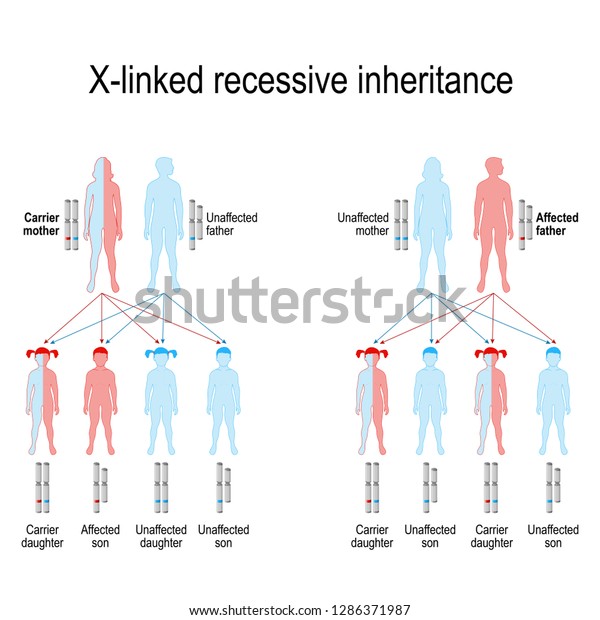 what genotype is found in a carrier of a recessive genetic disorder