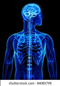 X-ray With Brain And Spinal Cord Concept,Part Of A Medical Series