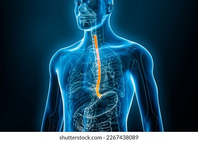 Xray front view of the esophagus or oesophagus 3D rendering illustration with male body. Human organ anatomy, esophagitis, digestive system, medical, biology, science, medicine, healthcare concepts.