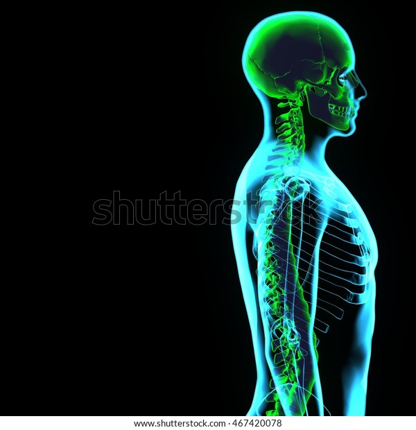 Xray Human Body Skeleton Anatomy3d Stock Illustration 467420078 ...