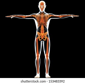 X-ray of a human body and skeleton. Front view x-ray of a human body and skeleton